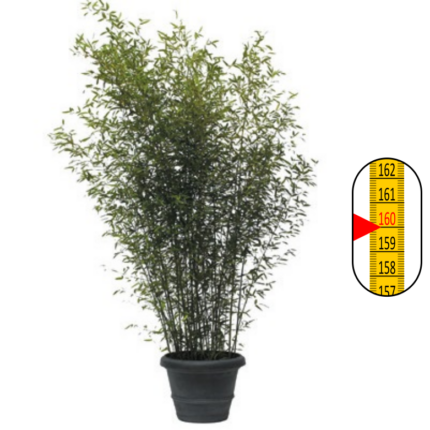 Bamboeplant