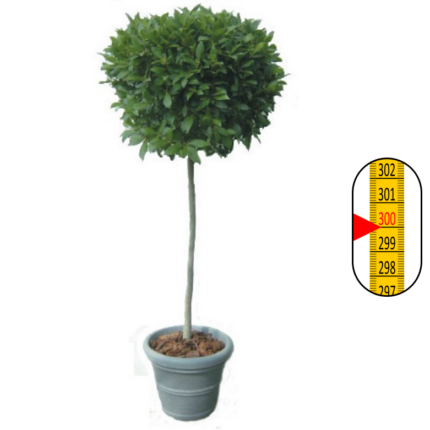 Bollaurier - groot