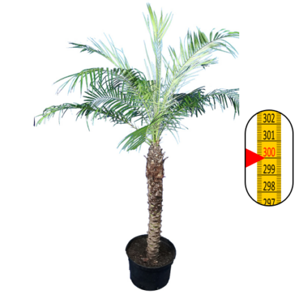 Tropische Palm (Phoenix Roebelenii) - groot